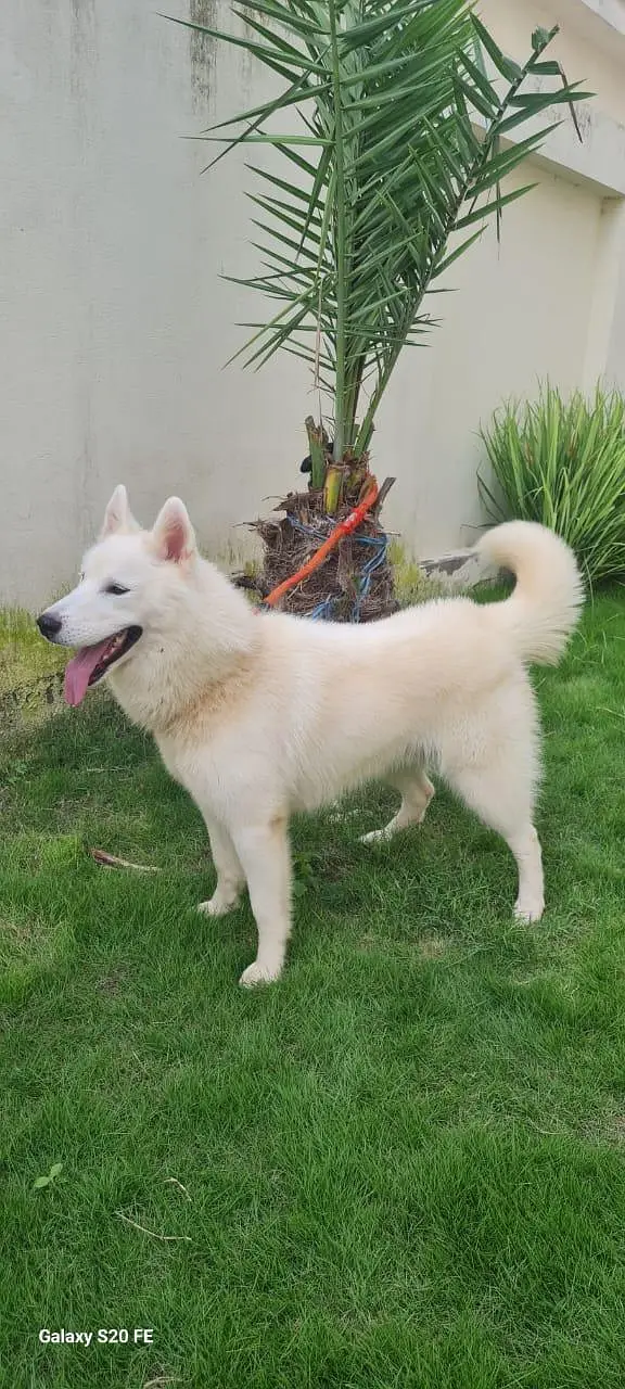 **Premium Siberian Husky | Pedigree dog | dog for Sale** — photo 5