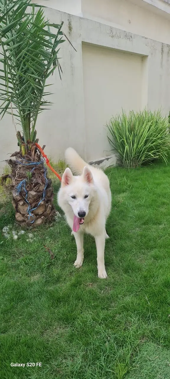 **Premium Siberian Husky | Pedigree dog | dog for Sale** — photo 6