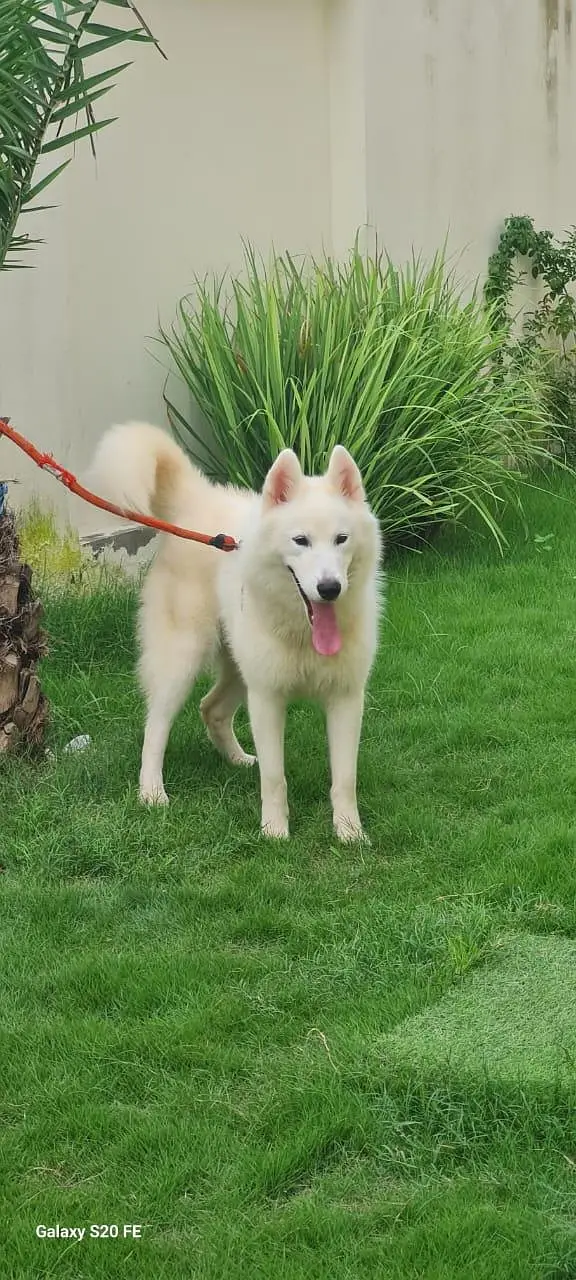 **Premium Siberian Husky | Pedigree dog | dog for Sale** — photo 7