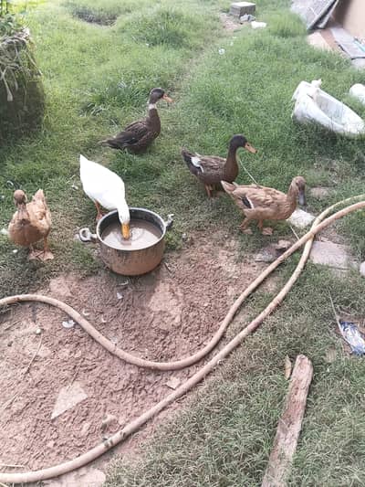 duck pair for sale