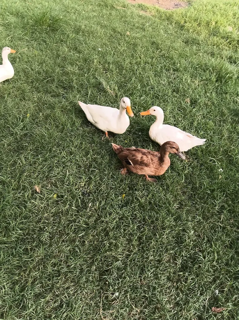 duck pair for sale — photo 2