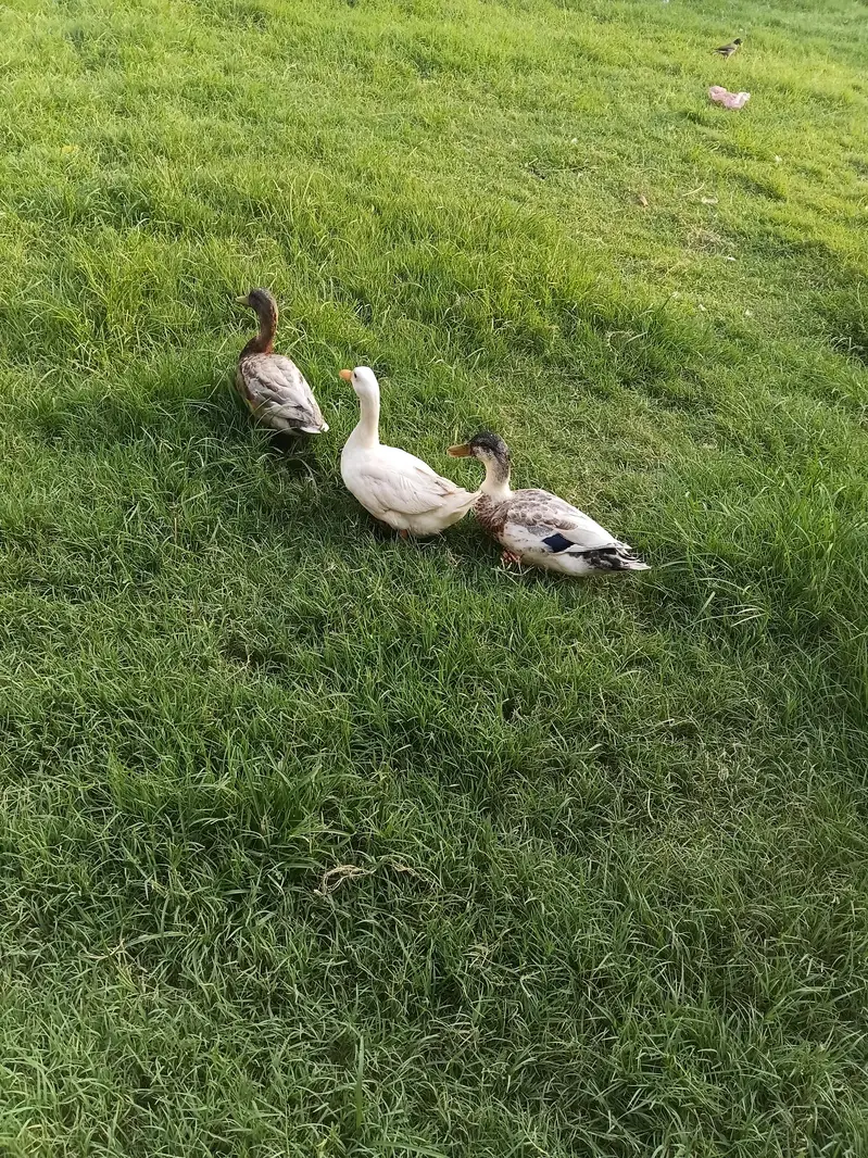 duck pair for sale — photo 3
