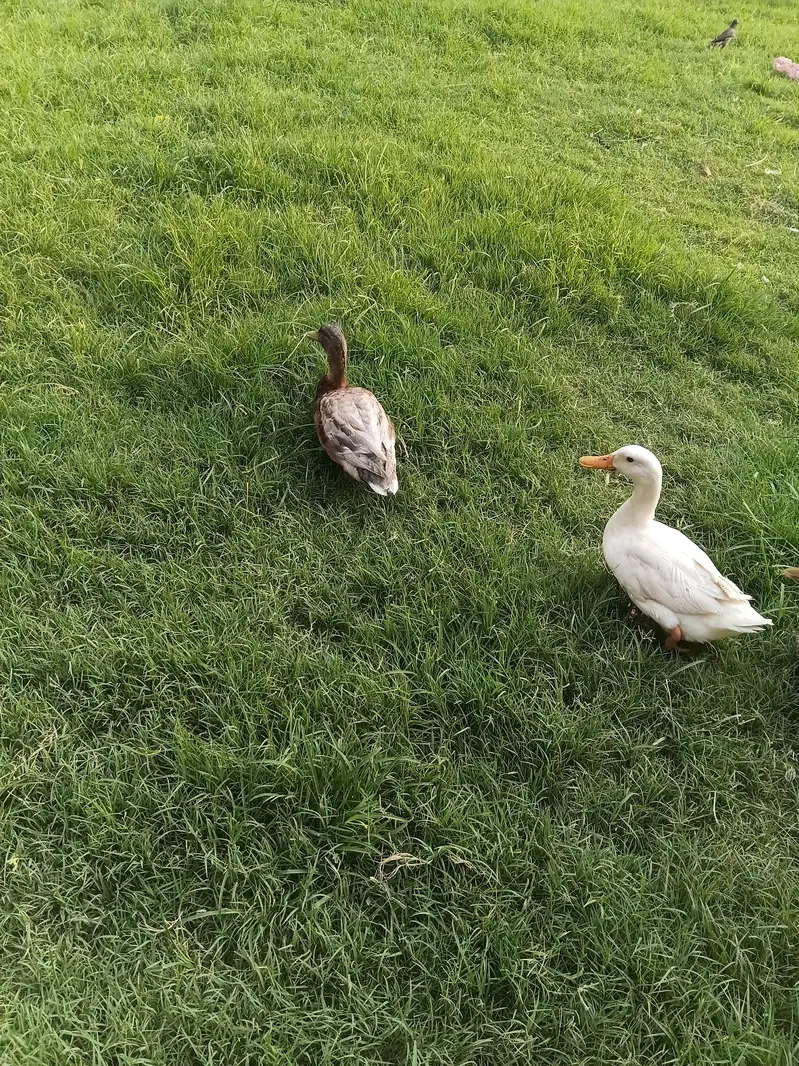 duck pair for sale — photo 4