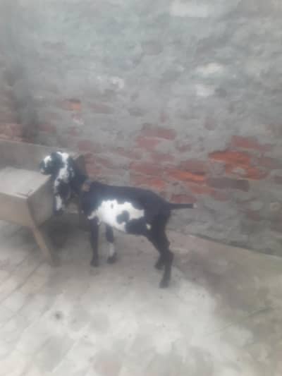 Amritsari Beetal Bakra Breeder Quality WhatsApp 03494630682