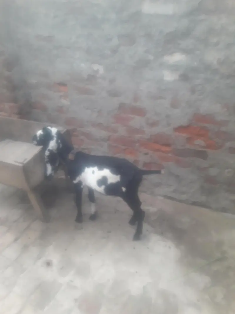 Amritsari Beetal Bakra Breeder Quality WhatsApp 03494630682 — photo 3