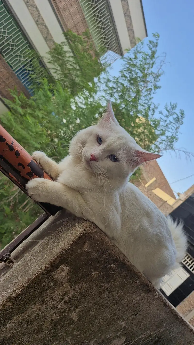 Persian cat male and female for sale — photo 3