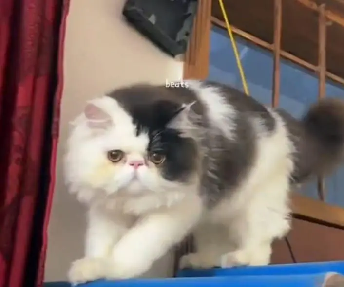 Extreme peke face male cat Age 7 month  Liter trained  Price 1 lakh — photo 2
