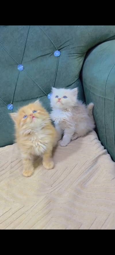 Quality Persian cat & Kittens Male & female    0322 7335071 WhatsApp