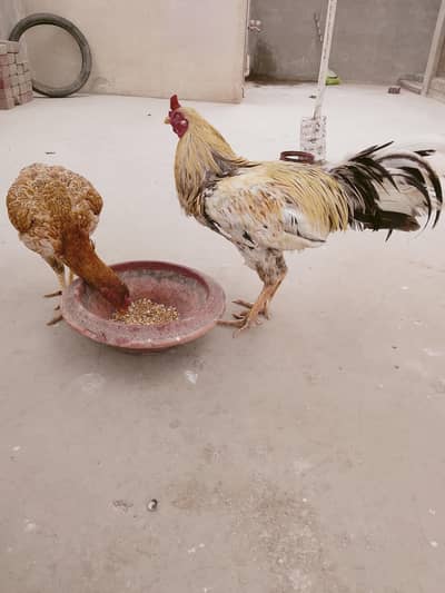 urgent sale Aseel pair