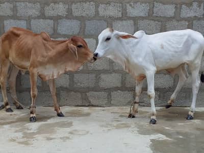 Male female for sale out class quality