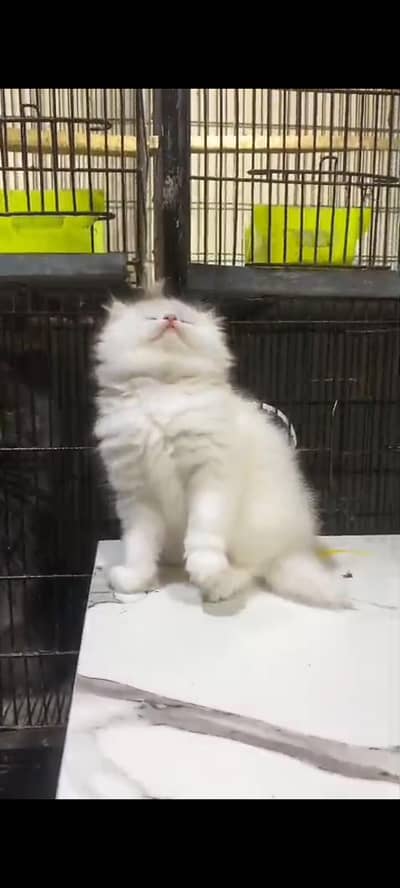 Quality Persian cat & Kittens Male & female    0322 7335071 WhatsApp
