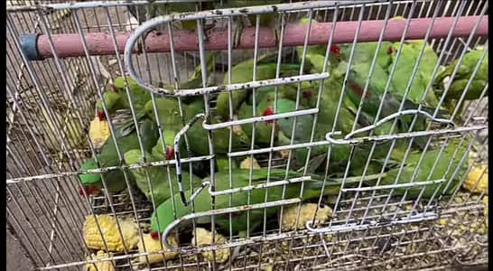 Green Ringneck Parrot
