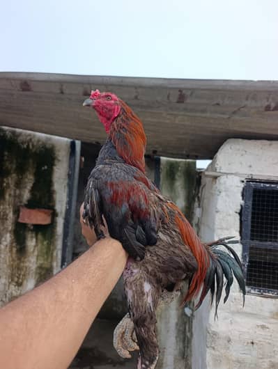 Thai pkoya murga