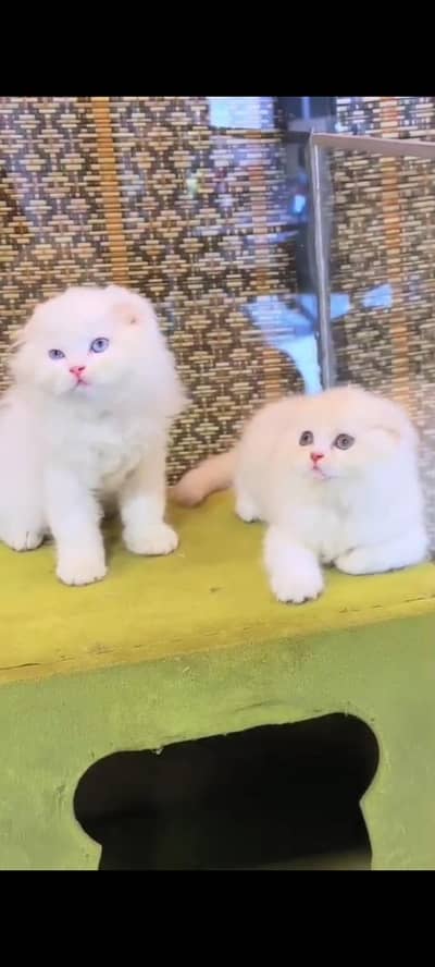 Quality Persian cat & Kittens Male & female    0322 7335071 WhatsApp