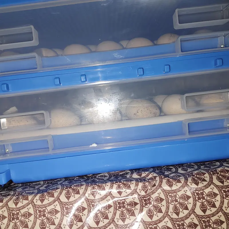 full automatic imported 210 eggs incubator dual supply ac dc — photo 2