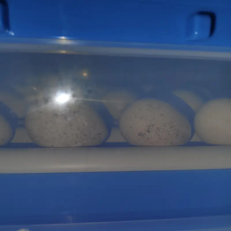full automatic imported 210 eggs incubator dual supply ac dc — photo 3