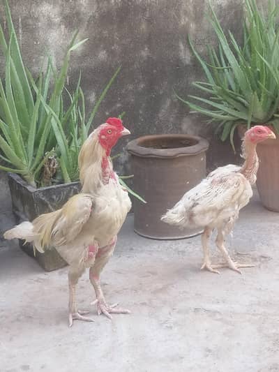 heera pair is for sale