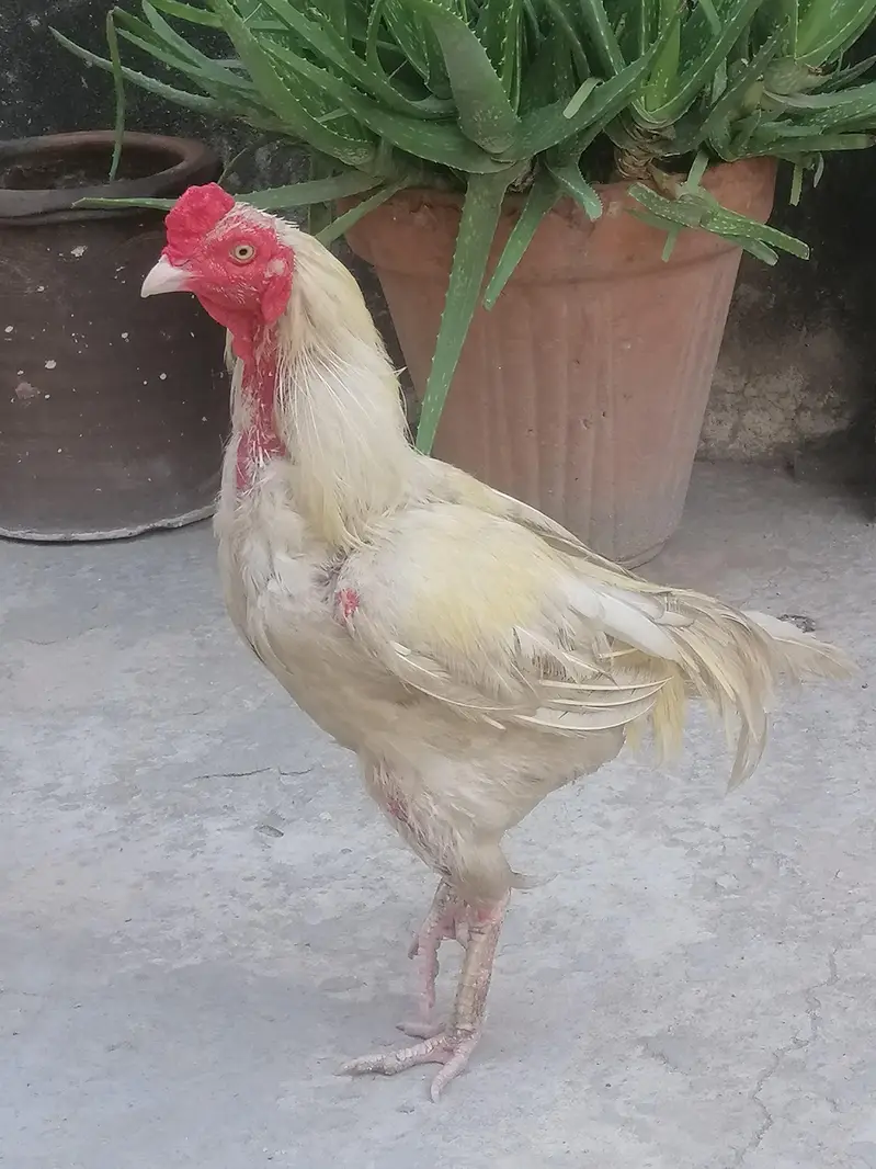 heera pair is for sale — photo 2