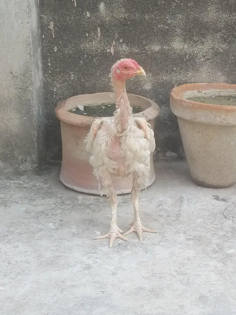 heera pair is for sale — photo 3