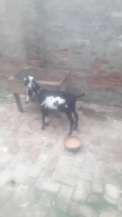 Amritsari Beetal Bakra Breeder Quality WhatsApp 03494630682