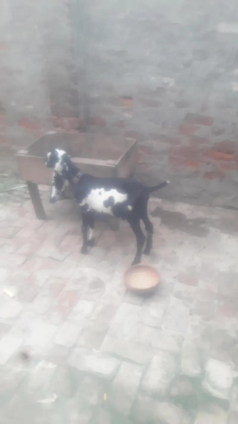 Amritsari Beetal Bakra Breeder Quality WhatsApp 03494630682 — photo 2