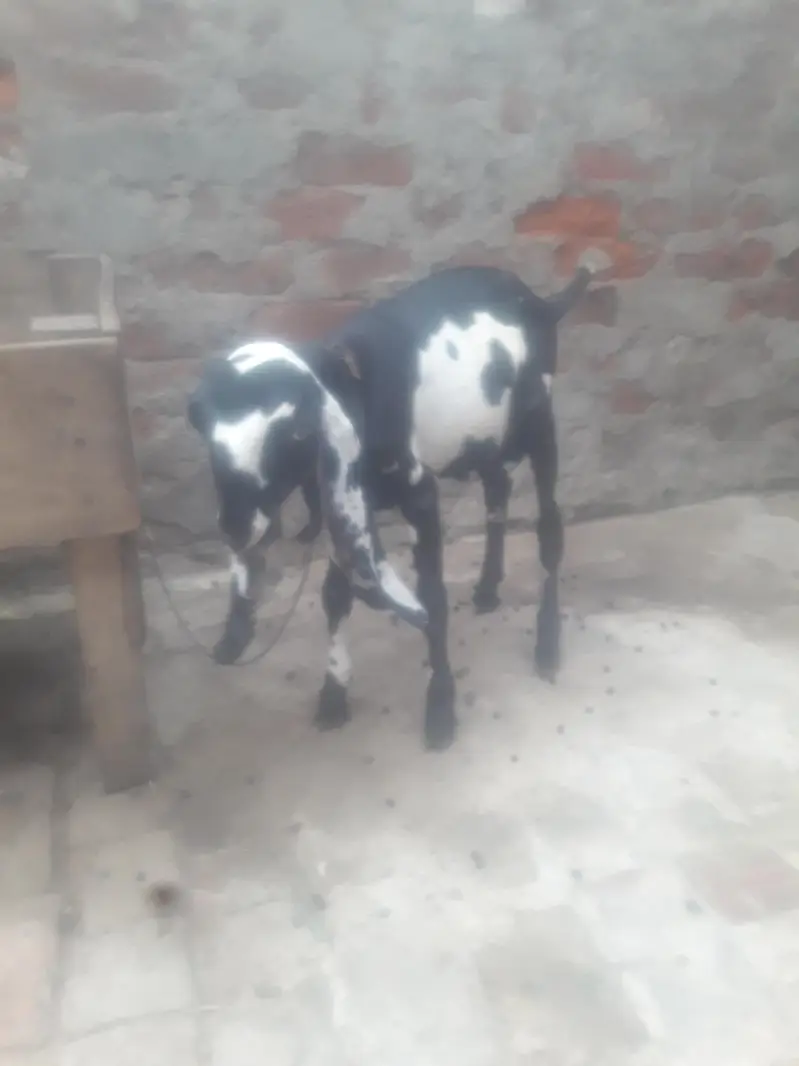 Amritsari Beetal Bakra Breeder Quality WhatsApp 03494630682 — photo 4