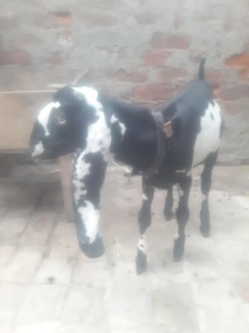 Amritsari Beetal Bakra Breeder Quality WhatsApp 03494630682 — photo 5