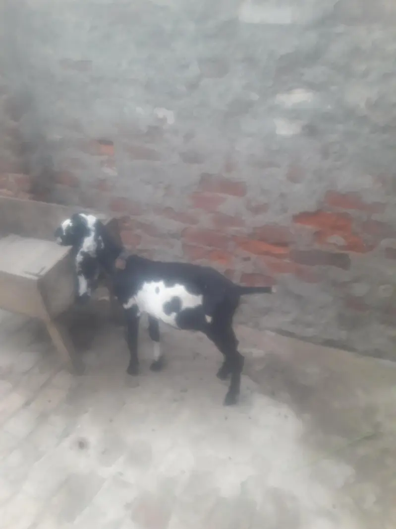 Amritsari Beetal Bakra Breeder Quality WhatsApp 03494630682 — photo 6