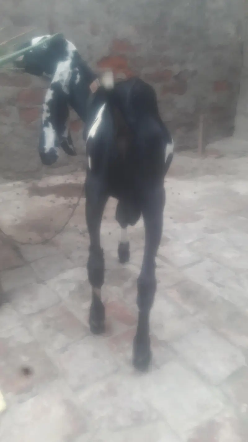 Amritsari Beetal Bakra Breeder Quality WhatsApp 03494630682 — photo 7