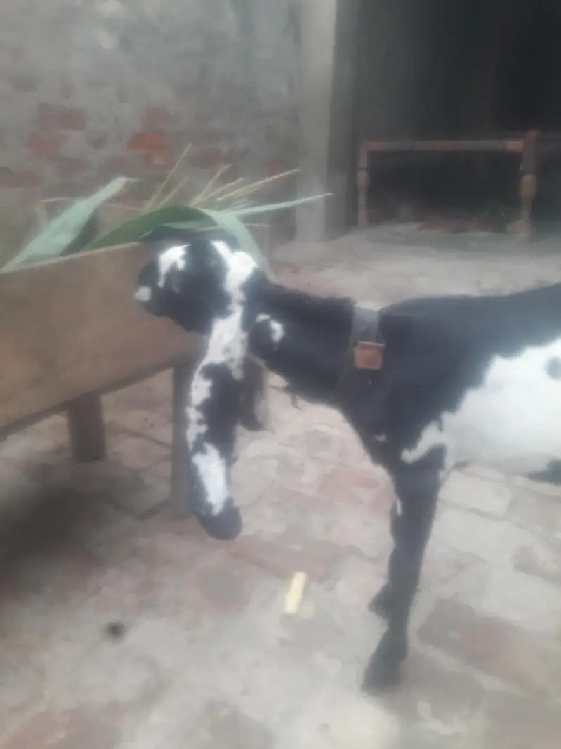 Amritsari Beetal Bakra Breeder Quality WhatsApp 03494630682 — photo 8