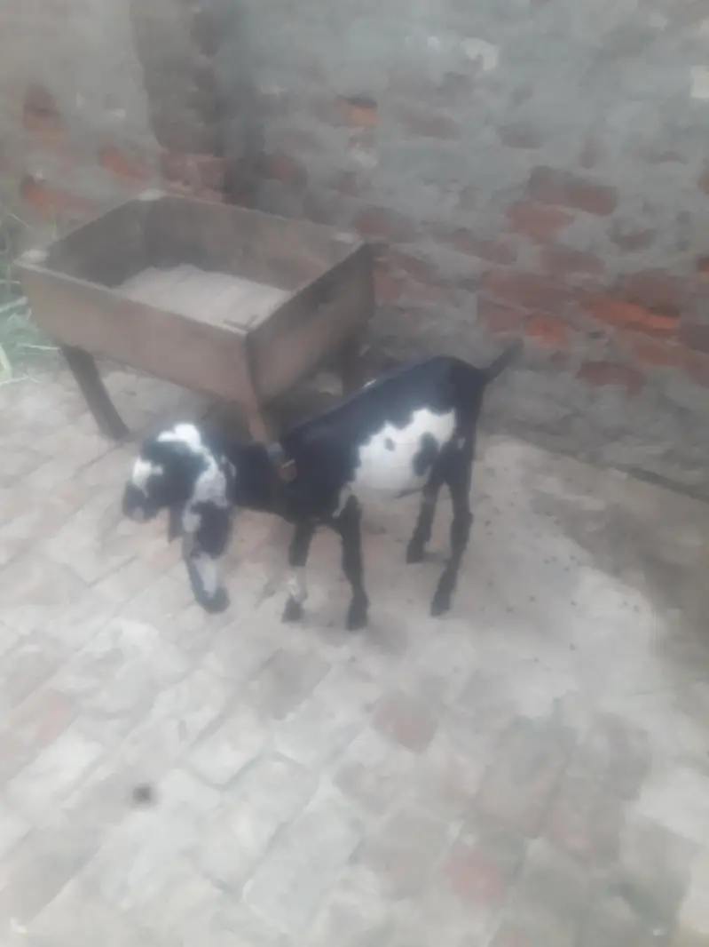 Amritsari Beetal Bakra Breeder Quality WhatsApp 03494630682 — photo 9