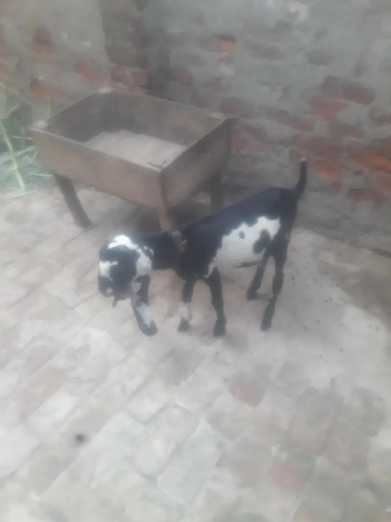 Amritsari Beetal Bakra Breeder Quality WhatsApp 03494630682 — photo 10