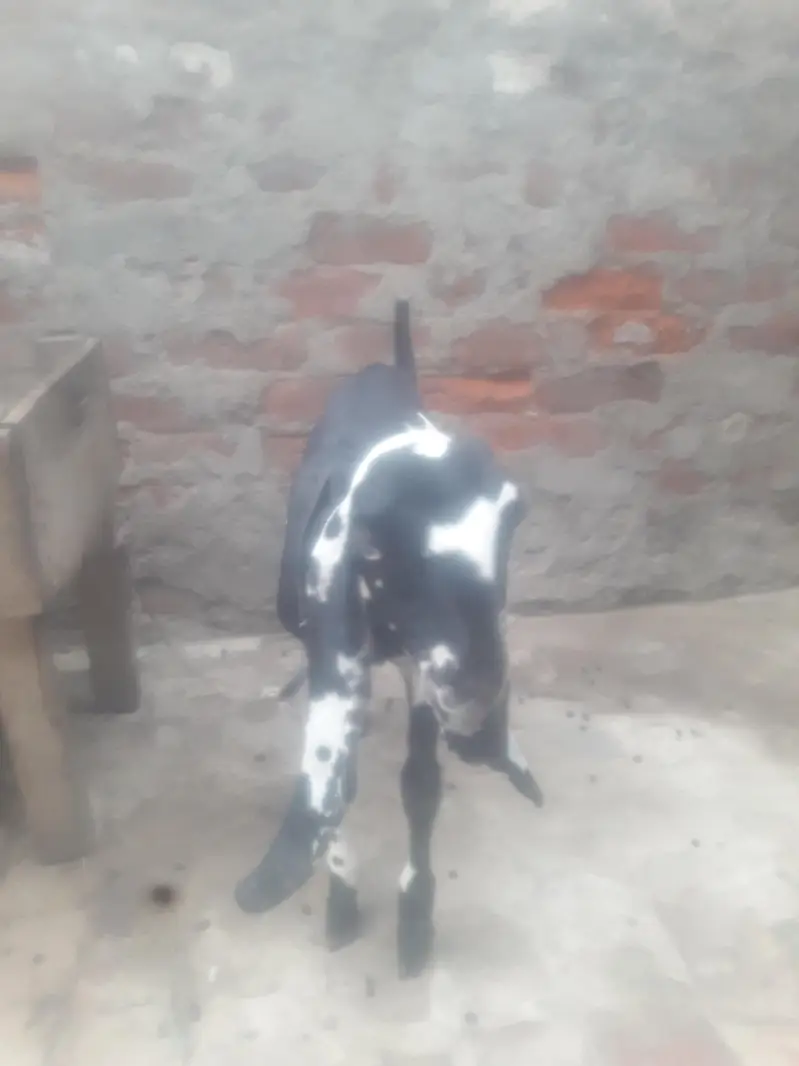 Amritsari Beetal Bakra Breeder Quality WhatsApp 03494630682 — photo 11