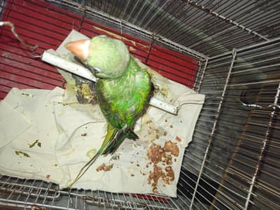 RAW PARROT FEMALE ONLY SERIOUS BUYERRS