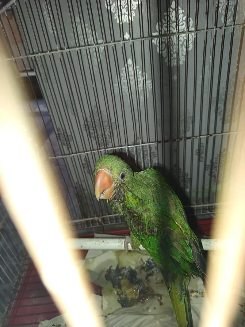 RAW PARROT FEMALE ONLY SERIOUS BUYERRS — photo 2