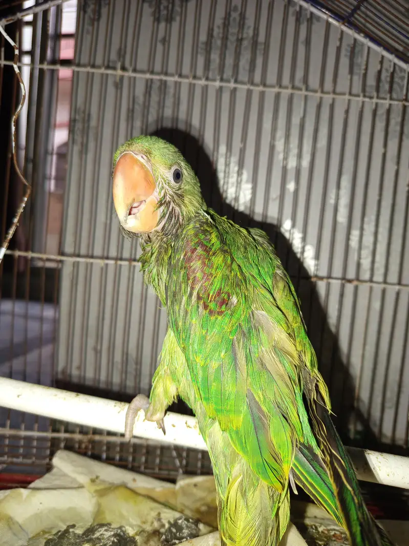 RAW PARROT FEMALE ONLY SERIOUS BUYERRS — photo 3