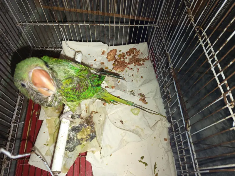RAW PARROT FEMALE ONLY SERIOUS BUYERRS — photo 4