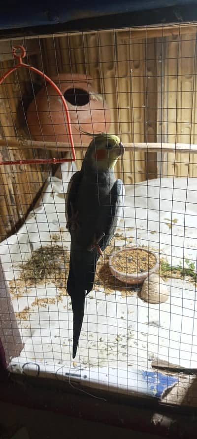 Male Cockatiel Parrot available for sale