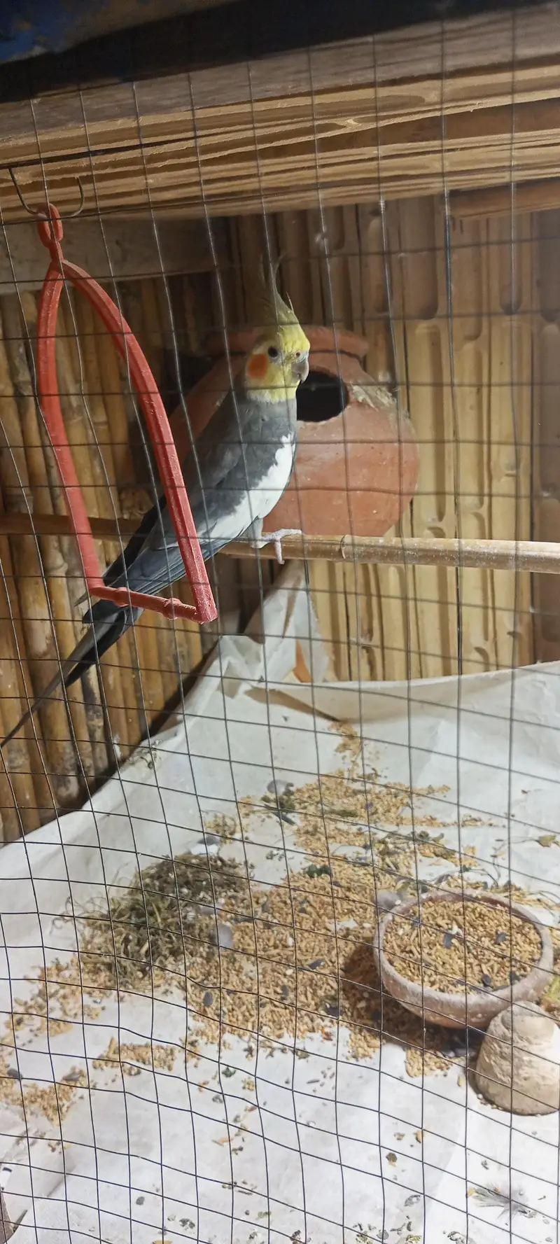 Male Cockatiel Parrot available for sale — photo 2