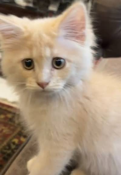 Persian Kitten Brown gold colour Punch face
