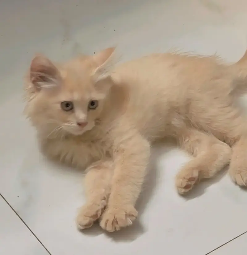 Persian Kitten Brown gold colour Punch face — photo 2