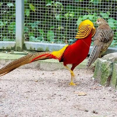 Red golden pheasant pair