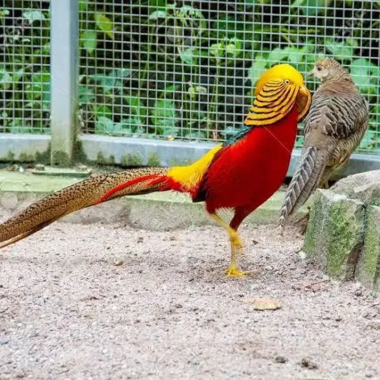 Red golden pheasant pair
