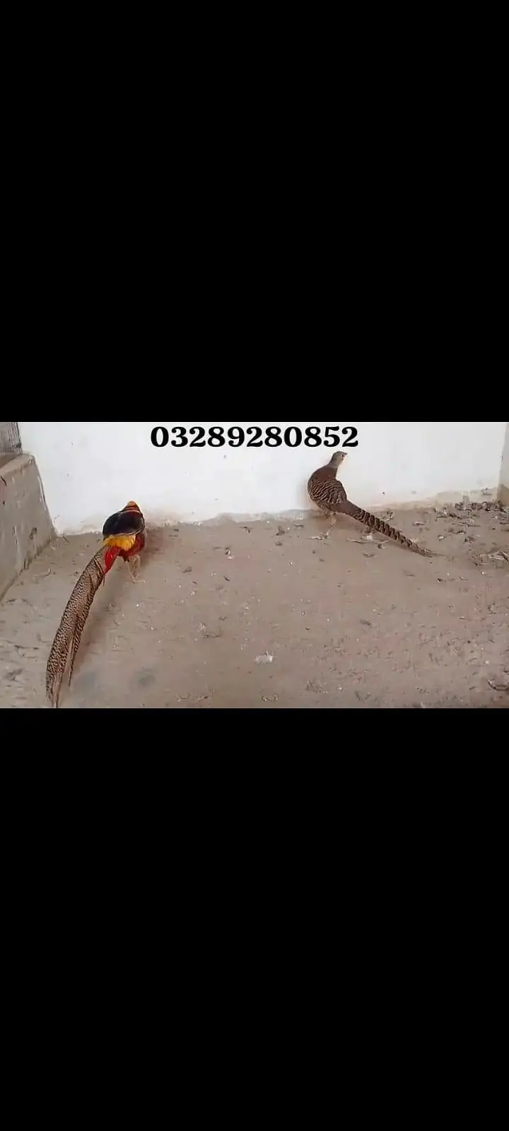 Red golden pheasant pair — photo 2