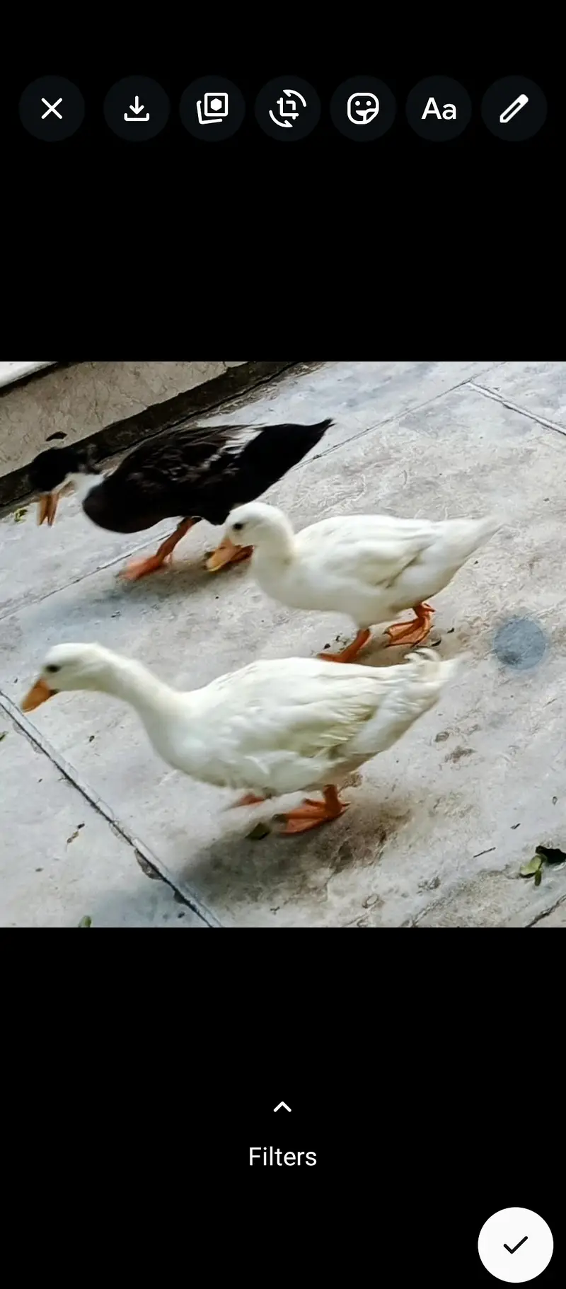 3 healthy Home raised beautiful young ducks for sale