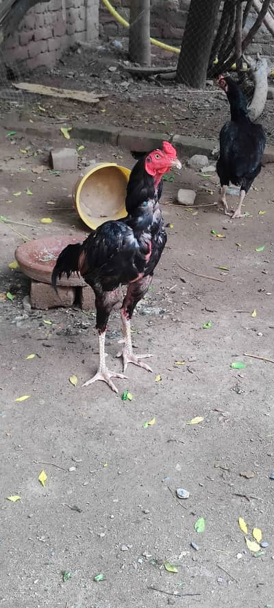 Original aseel breed available
