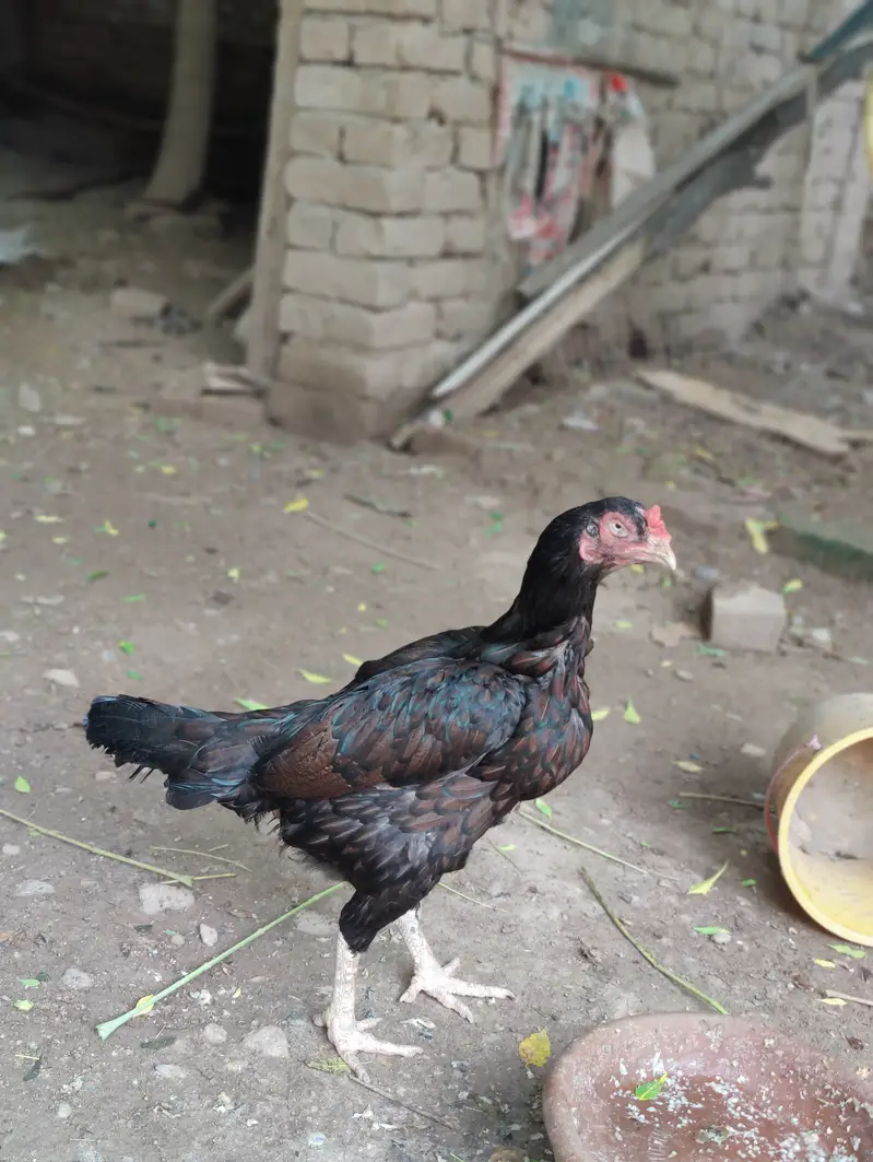 Original aseel breed available — photo 2