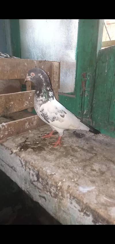 pigeon 4 sale