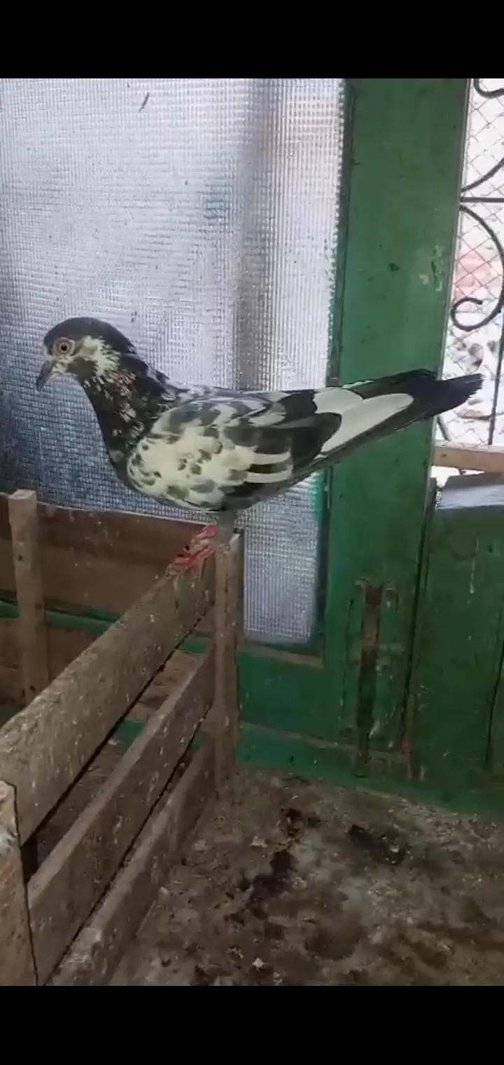 pigeon 4 sale — photo 2