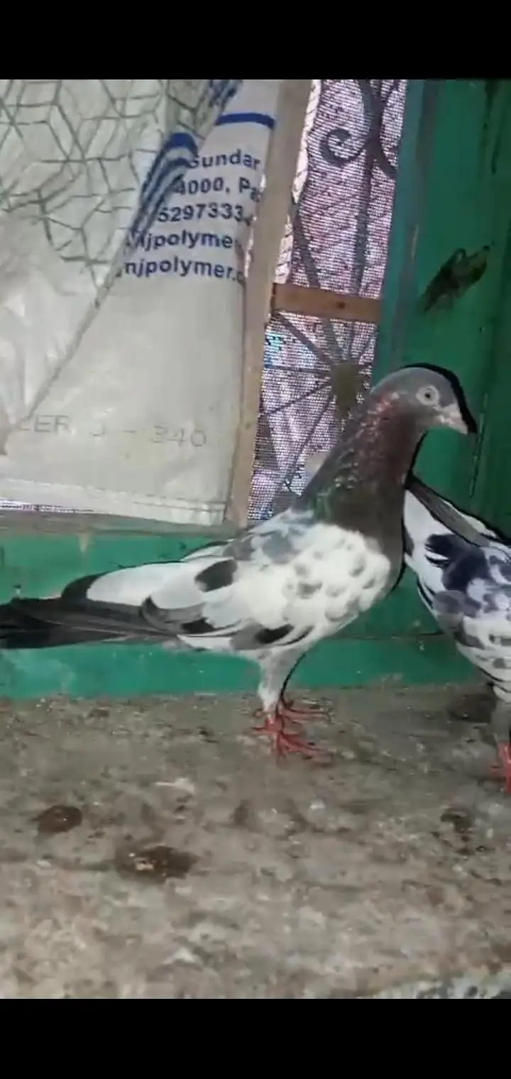 pigeon 4 sale — photo 3